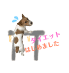 笑っちゃうジャックラッセル♡（個別スタンプ：14）
