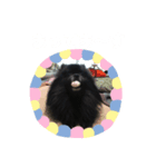 こたちゃんワンワンスタンプ（個別スタンプ：7）