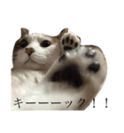 ミャーくんスタンプ（個別スタンプ：16）
