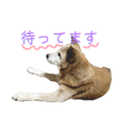 みちゅとちょこまちゃ（個別スタンプ：1）