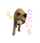 みちゅとちょこまちゃ（個別スタンプ：2）