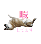 みちゅとちょこまちゃ（個別スタンプ：3）