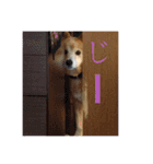 みちゅとちょこまちゃ（個別スタンプ：4）