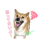みちゅとちょこまちゃ（個別スタンプ：7）