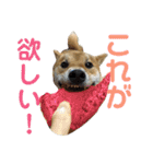 みちゅとちょこまちゃ（個別スタンプ：9）