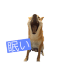 みちゅとちょこまちゃ（個別スタンプ：10）