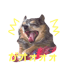 るーのスタンプ5（個別スタンプ：5）