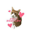 キジトラ猫と茶白猫の日常（個別スタンプ：1）