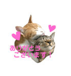 キジトラ猫と茶白猫の日常（個別スタンプ：3）