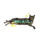 キジトラ猫と茶白猫の日常（個別スタンプ：5）
