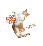 キジトラ猫と茶白猫の日常（個別スタンプ：8）