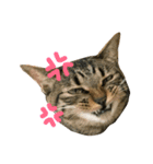 キジトラ猫と茶白猫の日常（個別スタンプ：9）