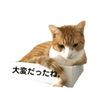 キジトラ猫と茶白猫の日常（個別スタンプ：11）