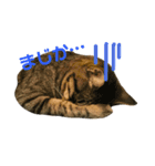 キジトラ猫と茶白猫の日常（個別スタンプ：12）