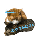 キジトラ猫と茶白猫の日常（個別スタンプ：14）