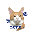 キジトラ猫と茶白猫の日常（個別スタンプ：15）