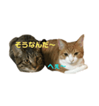 キジトラ猫と茶白猫の日常（個別スタンプ：16）