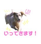 ミニチュアダックスフントさくら1（個別スタンプ：1）