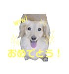 ミニチュアダックスフントさくら1（個別スタンプ：4）