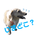 ミニチュアダックスフントさくら1（個別スタンプ：6）