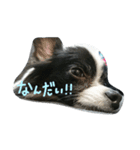 だいすきこっと！（個別スタンプ：4）