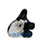 だいすきこっと！（個別スタンプ：5）
