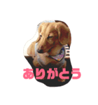 ここちゃんリターンズ（個別スタンプ：5）