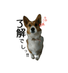てけてけこーぎー（個別スタンプ：24）