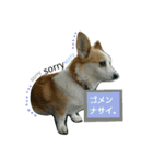 てけてけこーぎー（個別スタンプ：29）