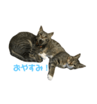 齊藤家の猫会話（個別スタンプ：3）