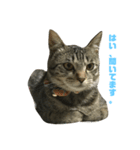 齊藤家の猫会話（個別スタンプ：4）