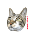 齊藤家の猫会話（個別スタンプ：6）