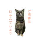 齊藤家の猫会話（個別スタンプ：7）