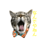 齊藤家の猫会話（個別スタンプ：8）