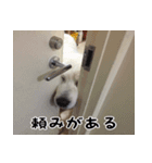 グレートピレニーズのとうたくん（個別スタンプ：15）