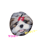 シーズーくるみちゃん（個別スタンプ：4）
