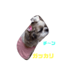 シーズーくるみちゃん（個別スタンプ：5）