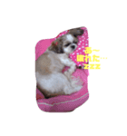 シーズーくるみちゃん（個別スタンプ：7）