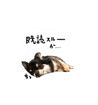 チワワのコロンの日常パート2（個別スタンプ：3）