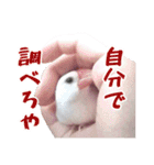 文鳥印（個別スタンプ：8）