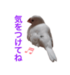 文鳥印（個別スタンプ：11）