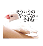 文鳥印（個別スタンプ：18）