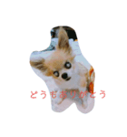 チワワのエルです（個別スタンプ：5）