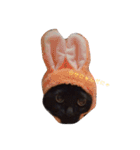 ねこちゃんたちの日常。。（個別スタンプ：2）