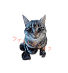 ねこちゃんたちの日常。。（個別スタンプ：3）