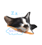ねこちゃんたちの日常。。（個別スタンプ：4）