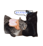 ねこちゃんたちの日常。。（個別スタンプ：5）