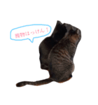 ねこちゃんたちの日常。。（個別スタンプ：6）
