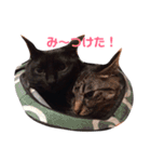 ねこちゃんたちの日常。。（個別スタンプ：8）