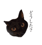 ねこちゃんたちの日常。。（個別スタンプ：9）